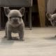 French bulldog pups for sale