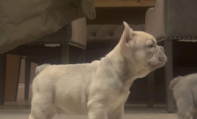 French bulldog pups for sale