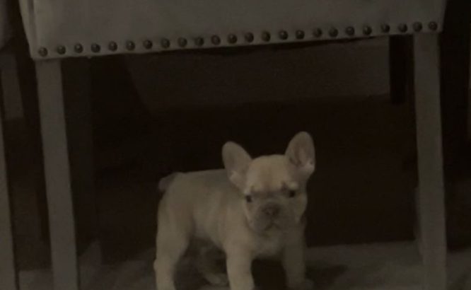 French bulldog pups for sale