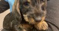 Miniature Dachshund Miniature wired hair Puppies