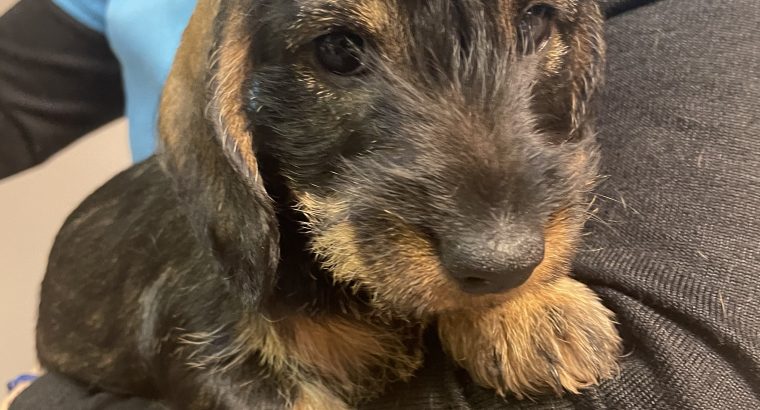 Miniature Dachshund Miniature wired hair Puppies