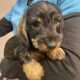 Miniature Dachshund Miniature wired hair Puppies