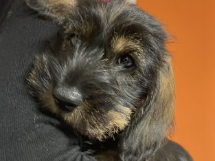 Miniature Dachshund Miniature wired hair Puppies