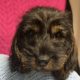 Miniature Dachshund Miniature wired hair Puppies