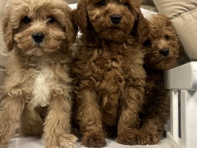 Cavapoo Puppies for Sale in Bailieborough