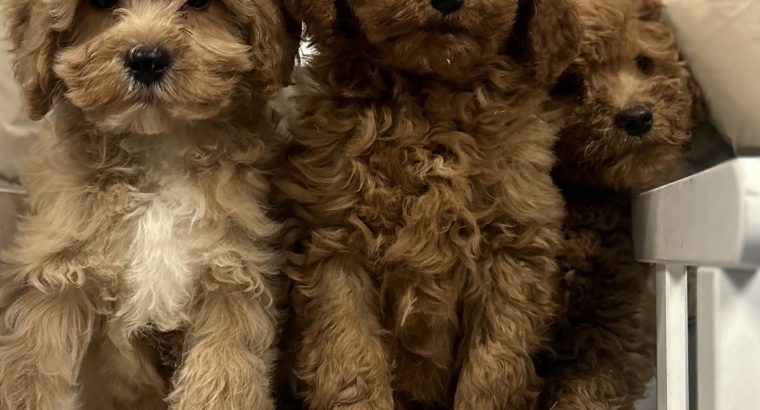 Cavapoo puppy’s