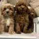 Cavapoo puppy’s