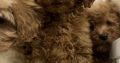 Cavapoo puppy’s