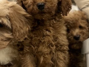 Cavapoo puppy’s