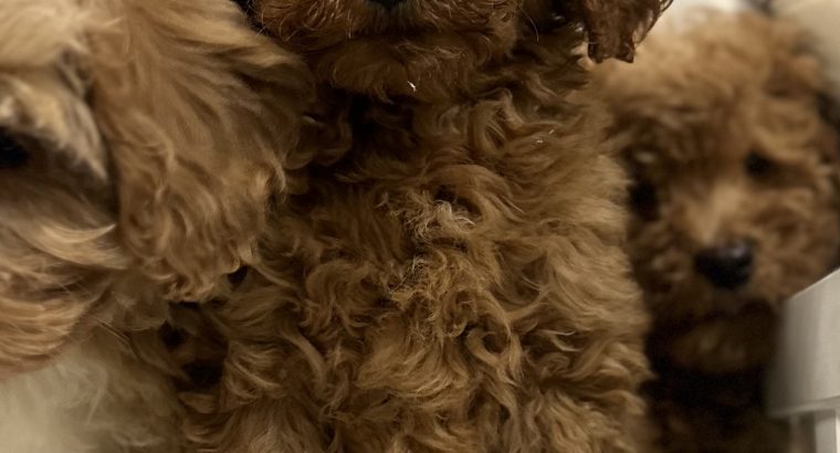 Cavapoo puppy’s