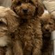 Cavapoo puppy’s