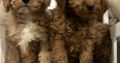 Cavapoo puppy’s