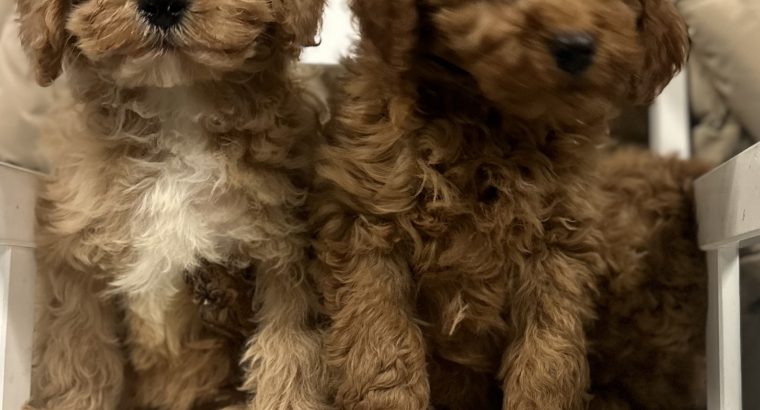 Cavapoo puppy’s