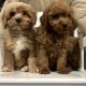 Cavapoo puppy’s