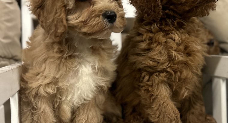 Cavapoo puppy’s