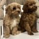 Cavapoo puppy’s