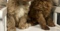 Cavapoo puppy’s