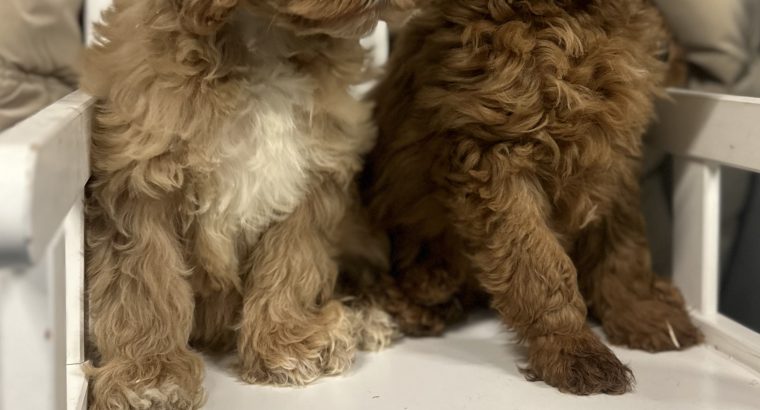 Cavapoo puppy’s