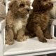 Cavapoo puppy’s