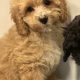 Cavapoo puppy’s