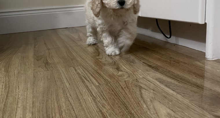 F1b miniature cockapoo male