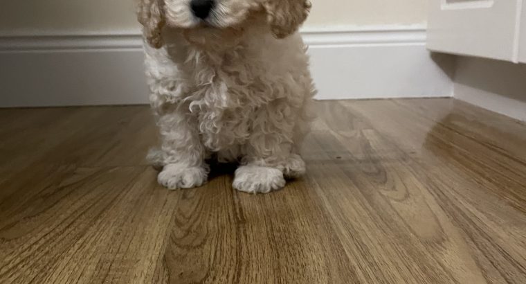 F1b miniature cockapoo male