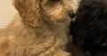 Cavapoo puppy’s