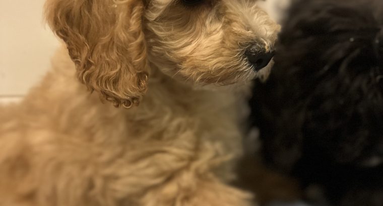 Cavapoo puppy’s