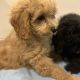 Cavapoo puppy’s