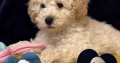 F1b miniature cockapoo male