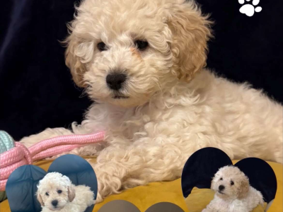 F1b Miniature Cockapoo in Monaghan – Playful Pup