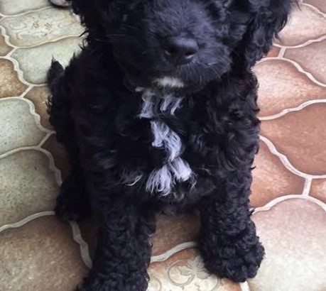 Cavapoo puppy’s