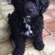 Cavapoo puppy’s