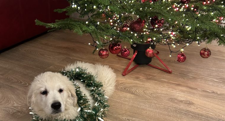 Beautiful Golden Retriever Male Pup