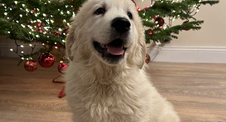 Beautiful Golden Retriever Male Pup