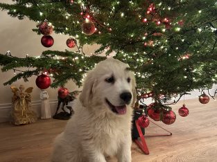 Beautiful Golden Retriever Male Pup