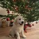 Beautiful Golden Retriever Male Pup