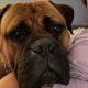 Beautiful bullmastiff puppies for sale