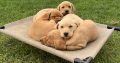 Purebred Fox Red Labrador Puppies