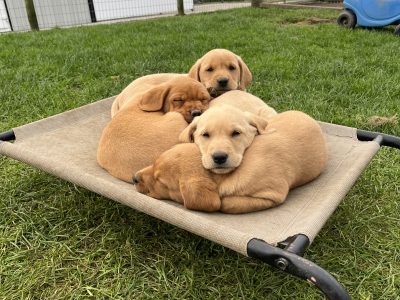 Fox Red Labradors in Athlone – IKC Registered