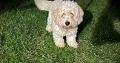 Male Cavachon – looking for a loving home.