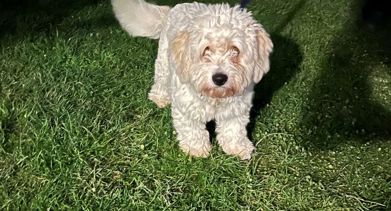 Male Cavachon – looking for a loving home.