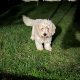 Male Cavachon – looking for a loving home.