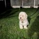 Male Cavachon – looking for a loving home.