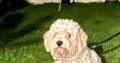 Male Cavachon – looking for a loving home.