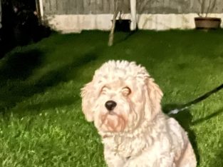 Male Cavachon – looking for a loving home.