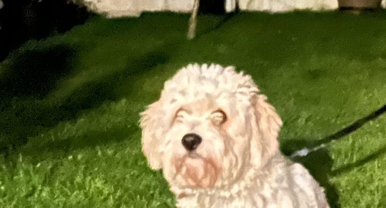 Male Cavachon – looking for a loving home.