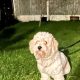 Male Cavachon – looking for a loving home.