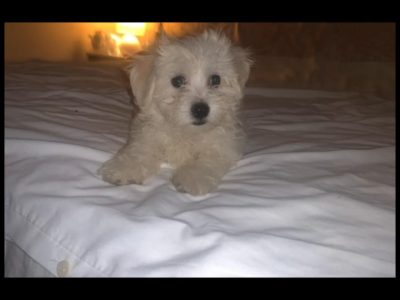 Playful Maltese Puppy for Sale in Claregalway