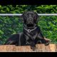 ELITE LABRADOR PUPS